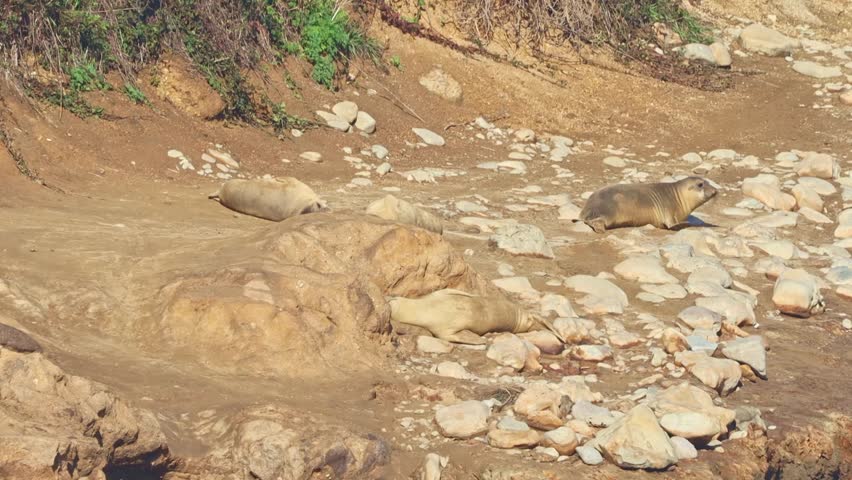 Large northern elephant seal resting on the sandy shoreline of Point Reyes National Seashore under a bright coastal sky