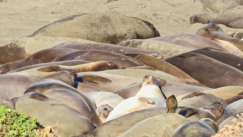 A large colony of northern elephant seals hauled out and resting together on the sandy beach at the Elephant Seal Vista Point near San Simeon