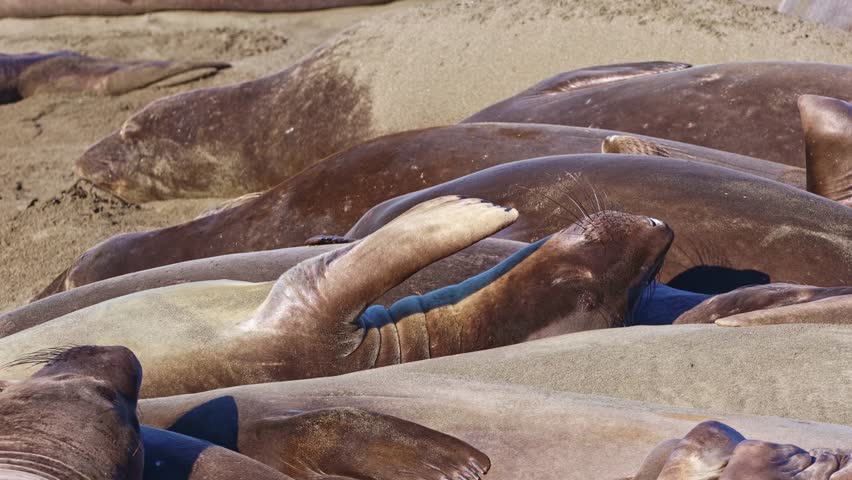 A large colony of northern elephant seals hauled out and resting together on the sandy beach at the Elephant Seal Vista Point near San Simeon