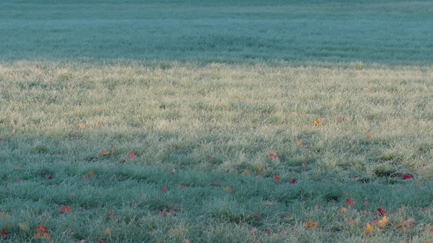 Seamless loop frosty field with green grass and scattered autumn leaves