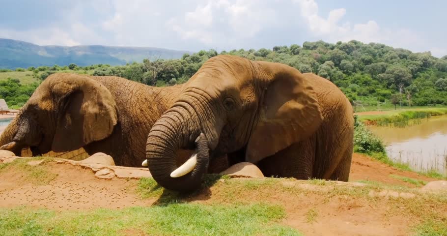 A compelling scene showing a man feeding elephants, highlighting close human–animal interaction. The footage captures feeding behavior and the relationship between humans and elephants in a managed or controlled environment. Ideal for educational content, wildlife care visuals, conservation messaging, zoological or sanctuary storytelling, and documentary-style projects.