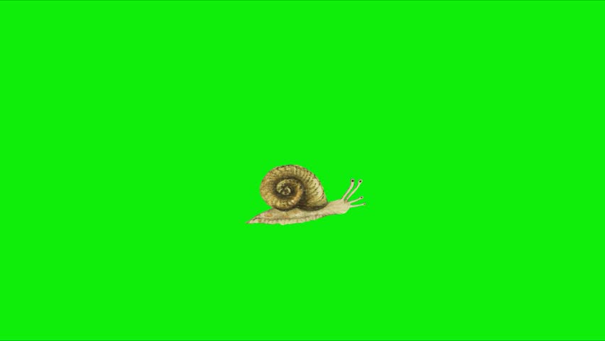 Cute Snail Animation, Perfect for children’s content, educational videos, storytelling, eco-themed projects, cartoons, presentations, and social media animations. Animation, green screen background. 