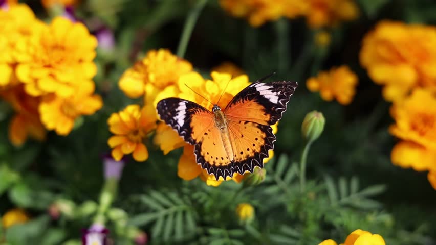 A beautiful butterfly in the garden