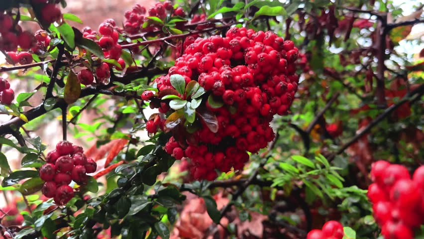 Red berries on branches with green leaves in natural autumn light
Close-up view of bright red berries growing on branches with green leaves in natural autumn light. Seasonal nature background with vibrant colors, ideal for background use, nature visuals, and cinematic projects.
