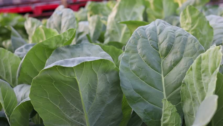 Chinese kale in the garden bed 
