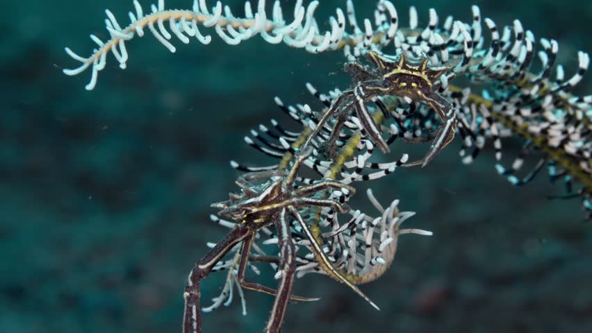 Two crabs are sitting on a sea lily. Horned crinoid crab (Ceratocarcinus longimanus) 1,5 cm, on crinoids. ID: two frontal horns, chelipeds with deep furrows.	