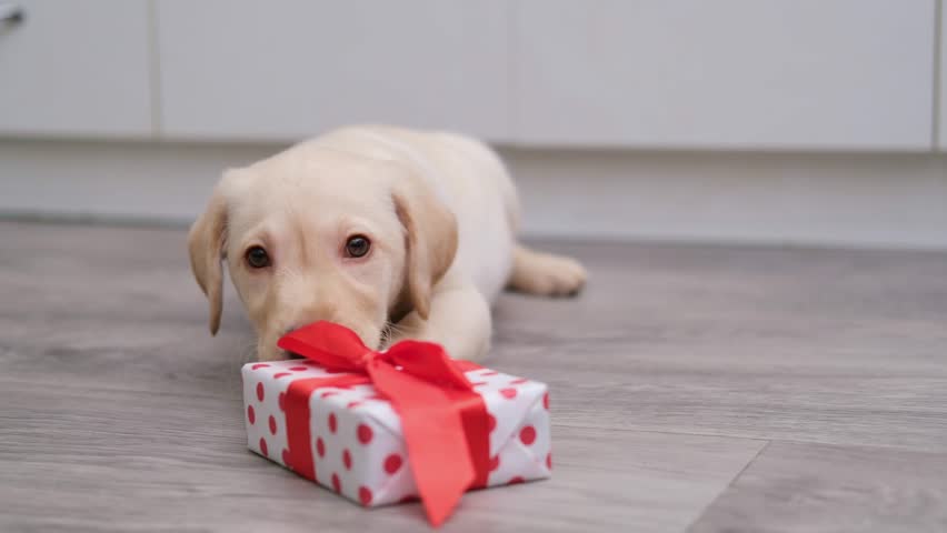 A Labrador puppy plays and chews on a ribbon from a gift