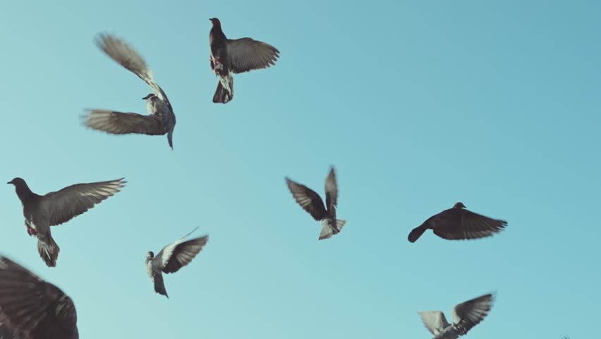 A flock of pigeons flying in the blue sky.