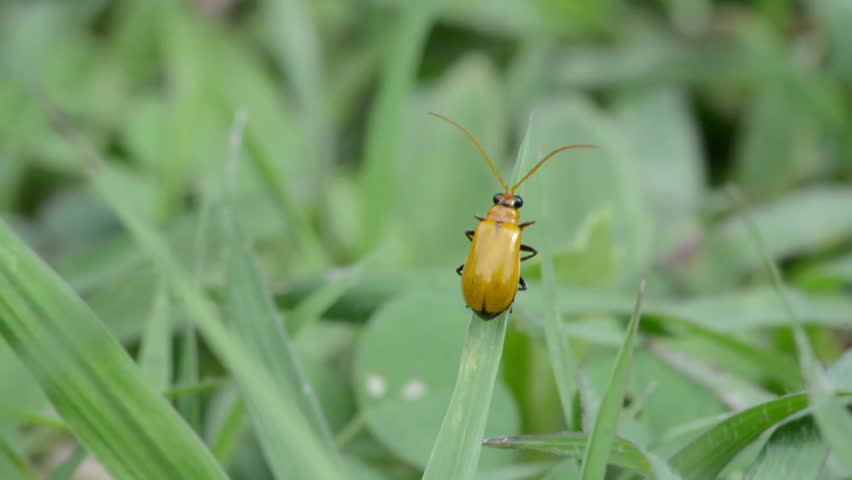 Detailed macro shot of a bright yellow beetle resting on a blade of grass, highlighting garden insect biodiversity and natural outdoor textures