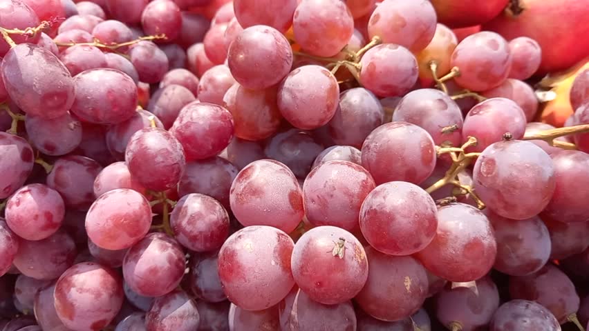 A pile of red grapes, showcasing their vibrant color and fresh appearance. These seedless fruits are commonly associated with natural foods. 