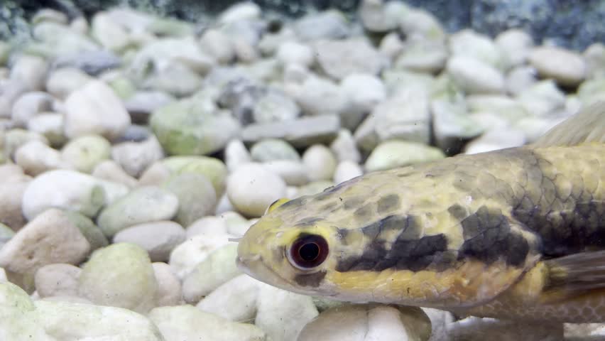 Its sharp eyes and powerful jaw give it a fierce and predatory appearance.