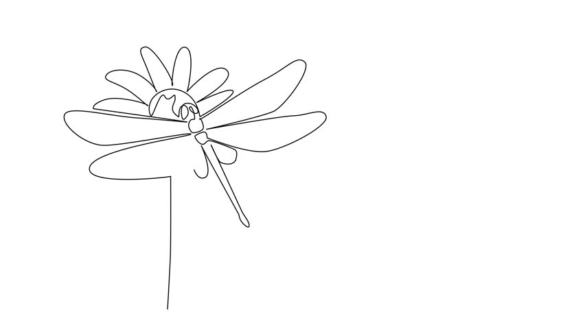 Animated self drawing of single line drawing of a dragonfly with outstretched wings sitting on a daisy flower. This nature concept design fits National Dragonfly Day. Full length single line animation