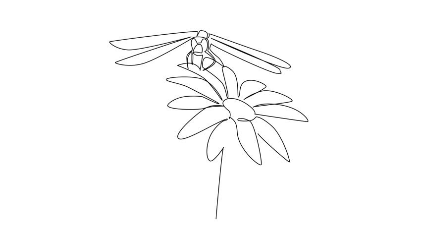 Animation of continuous line drawing of a dragonfly resting on a flower, symbolizing elegance, transformation, and harmony in nature. This nature concept of National Dragonfly Day. Full length motion
