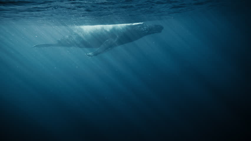 Underwater view of a humpback’s flank as mother and calf glide beneath rippling surface reflections
