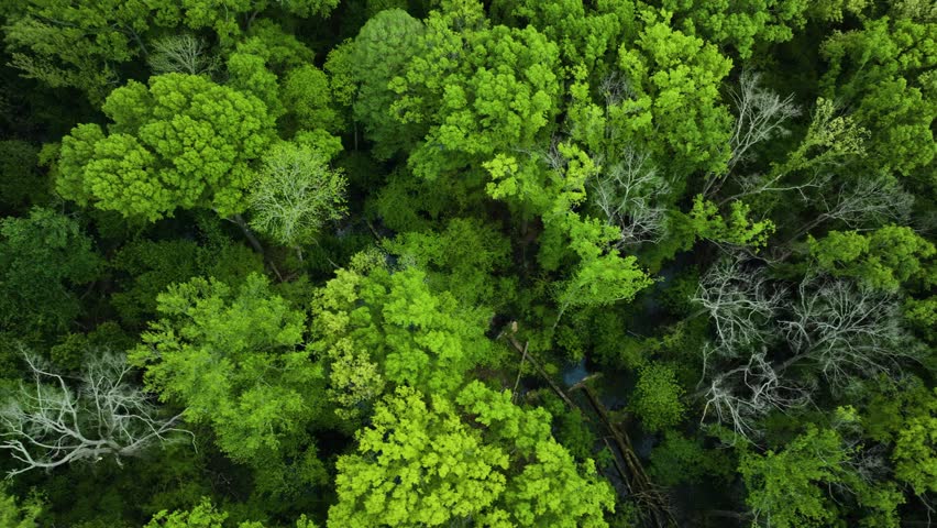 Lush green canopy in big cypress tree state park, tennessee, highlighting dense forest texture, aerial view 4k