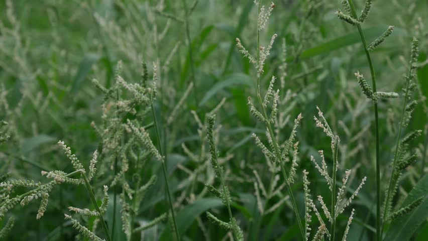 Beckman Grass Fresh Flowering Stems with Compact Seed Heads in Natural Wetland Setting