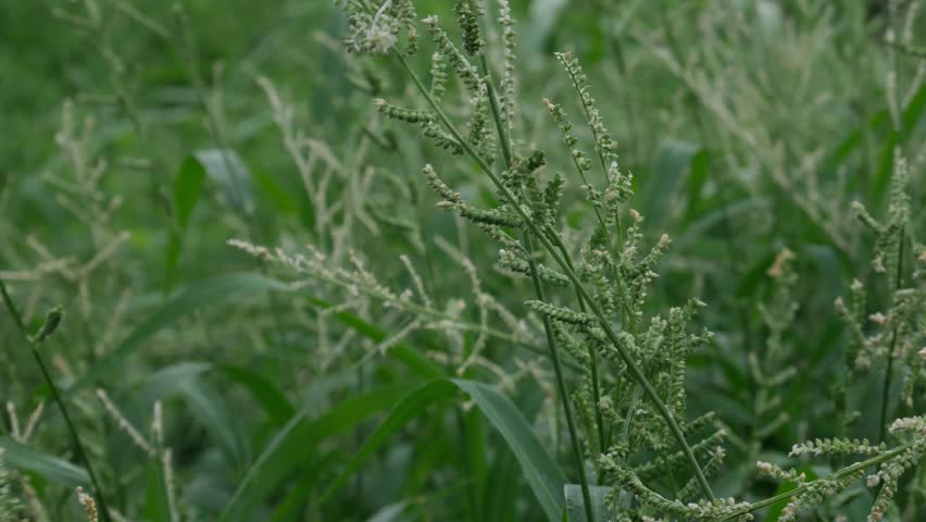 Beckman Grass Fresh Flowering Stems with Compact Seed Heads in Natural Wetland Setting