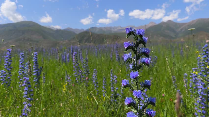 Close up view of purple wildflowers growing in a meadow with mountain slopes in the background in the Tien Shan region near Issyk-Kul, Kyrgyzstan. Suitable for travel, nature, environment, adventure, and documentary projects