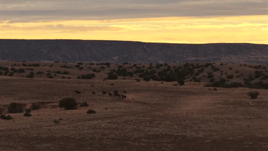 Wide panoramic view of wild horses migrating through the high desert at sunrise. The golden light silhouettes the herd against a mesa backdrop, creating a painterly atmosphere.