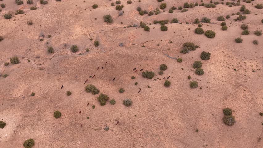 High-angle drone shot of a scattered herd of wild horses moving through the high desert. The animals navigate the arid terrain and scrub brush, showcasing the vast scale of the wilderness.