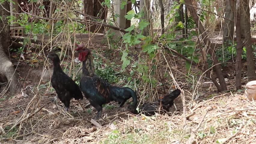 Black chicken pecking ground among leaves in forested area