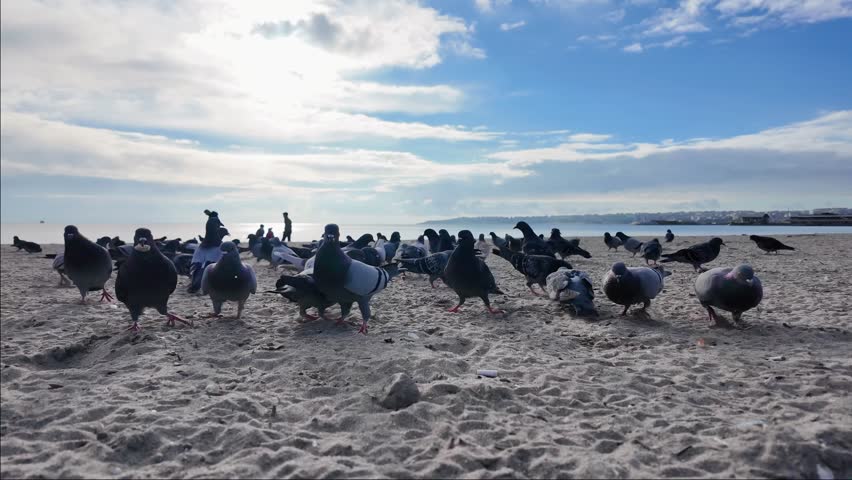 Slow motion group of pigeons flying up from the sandy beach of Buyukcekmece, Istanbul. Beautiful sunny day with blue sky and sea background. Birds taking flight in slow motion.