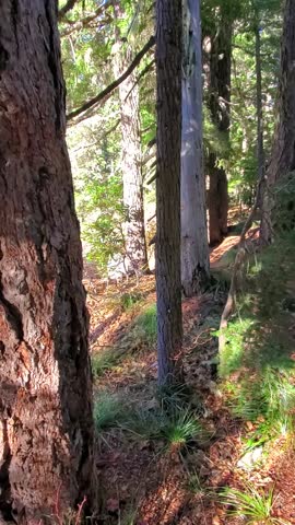 Vertical 4K footage of a calm forest lake surrounded by evergreen trees and fall foliage in Mount Hood National Forest, clear water reflections and peaceful nature scenery. Ideal for content background
