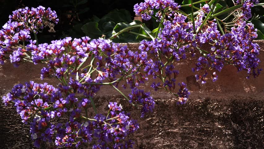 Purple flowers are wonderfully illuminated by the sunlight. It is the beauty of nature in all its splendor.