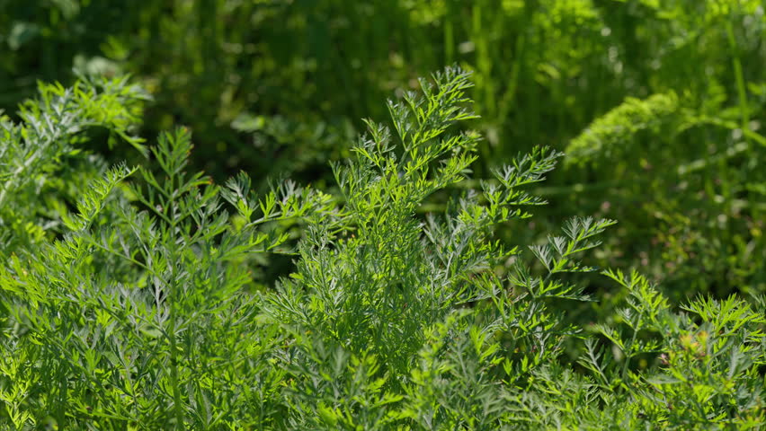 A CloseUp View of Vibrant Green carrots Foliage Captured in a Beautiful Natural Setting