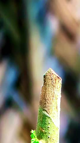 4K video with 9:16 resolution, dragonfly perched on a tree