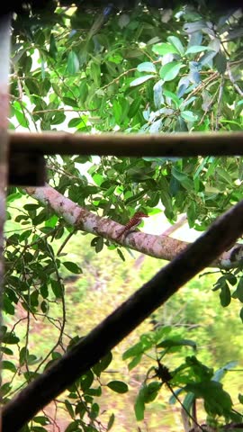 4K video with a resolution of 9:16, a macaque bird perched on a tree branch