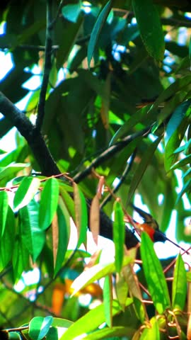 4K video with a resolution of 9:16, a macaque bird perched on a tree branch