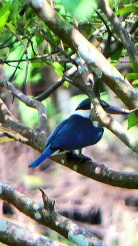 4K video with a resolution of 9:16, a macaque bird perched on a tree branch