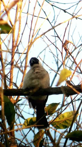 4K video with 9:16 resolution, a finch perched on a tree branch