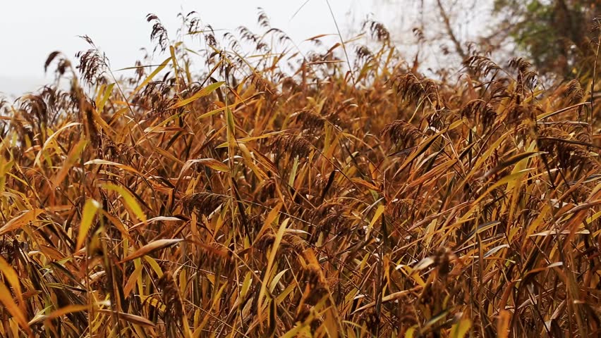 Close up view of vast field of common reed, phragmites australis, exhibiting dry brown and golden foliage. Plant stalks sway softly with movement of wind.