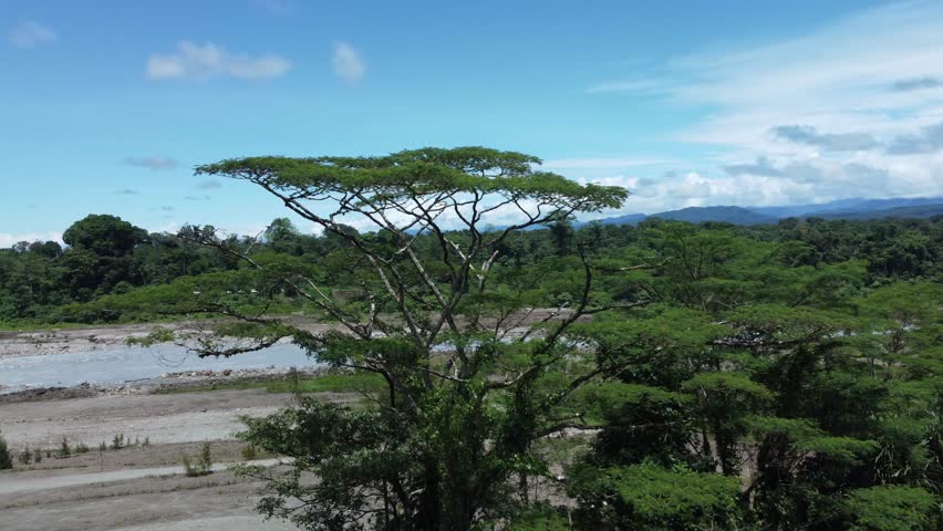 Tropical savanna landscape with umbrella-shaped trees, green forest, and clear blue sky
