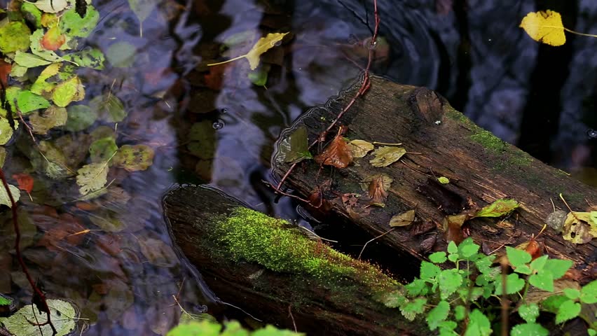 Fallen logs partially submerged in dark water. Green moss visible. Colorful autumn leaves float on water. Reflections visible. Small green plants on bank. Tranquil forest scene.