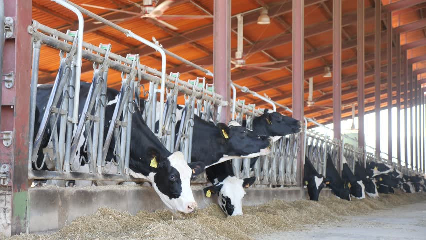 Herd of dairy cow in cowshed eating forage fodder.
