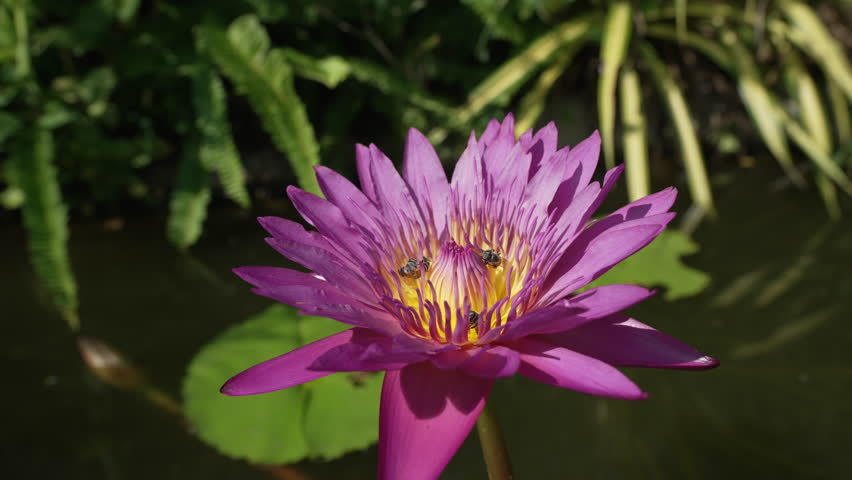 Slowmotion purple lotus flower blooming under sunlight pond surface tropical garden Thailand bees flying into petals soft landing detail natural pollination organic beauty peaceful nature