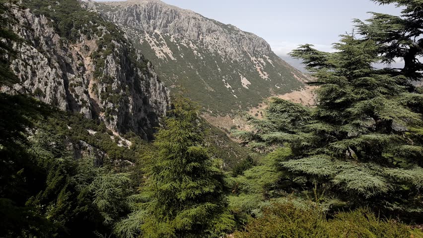 Scene at Hafat Zeltane, where ancient Atlas cedars (Cedrus atlantica) stand clutching rugged montane slopes. These slow-growing evergreens dominate elevations between 1,500 and 2,500 meters