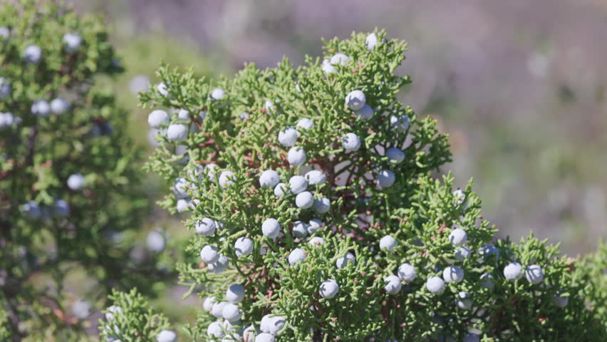a zoom in clip of berries on a california juniper tree at joshua tree national park in california, usa