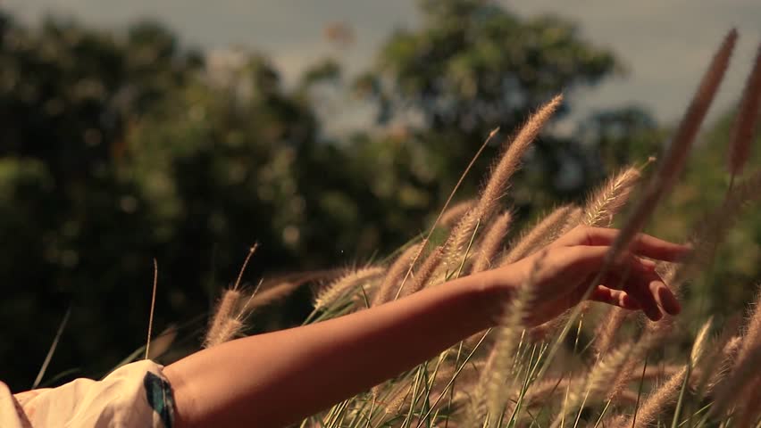 Hand playing with the swaying grass in the breeze showing a dream like conceptual video showing the Spring 4k