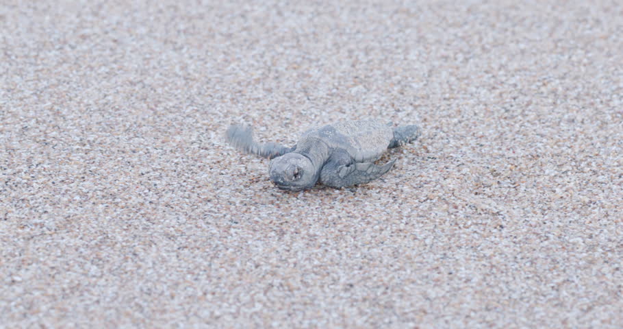 a high frame rate tracking shot of a loggerhead turtle hatchling crawling towards the camera at mon repos beach at sunset during summer in bundaberg, australia