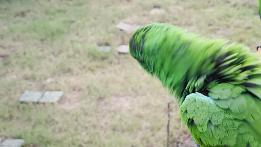 Close-up of a green male eclectus parrot perched quietly, vivid emerald feathers and orange beak in soft daylight, blurred grassy ground behind, static framing. outdoors!