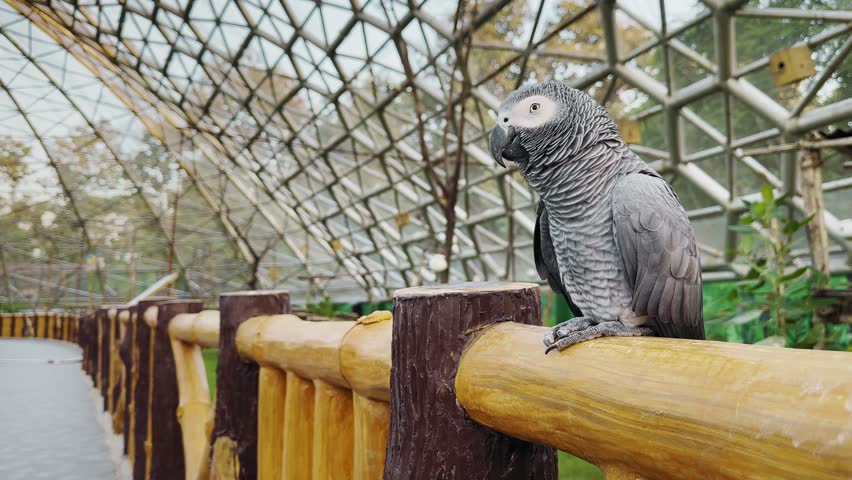 Close-up of an African grey parrot perched on a smooth wooden railing inside a geometric aviary, layered grey feathers and curved beak lit by soft daylight.