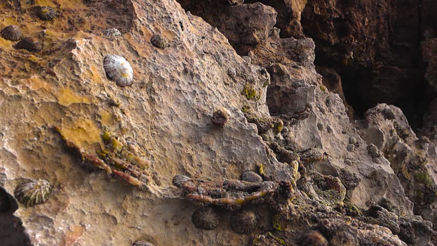Close up view of fossilized seashells embedded in rough coastal rock along the Portuguese shoreline as the camera slowly orbits revealing textures patterns and shallow depth of field.