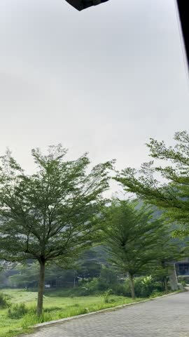 Some green trees along the pathway for jogging track in the countryside 