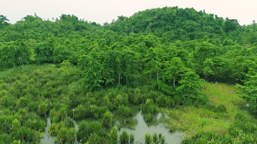 Aerial view of dense tropical rainforest vegetation and green wetland swamp with tall grass on rolling hills in Sabah, Malaysia.