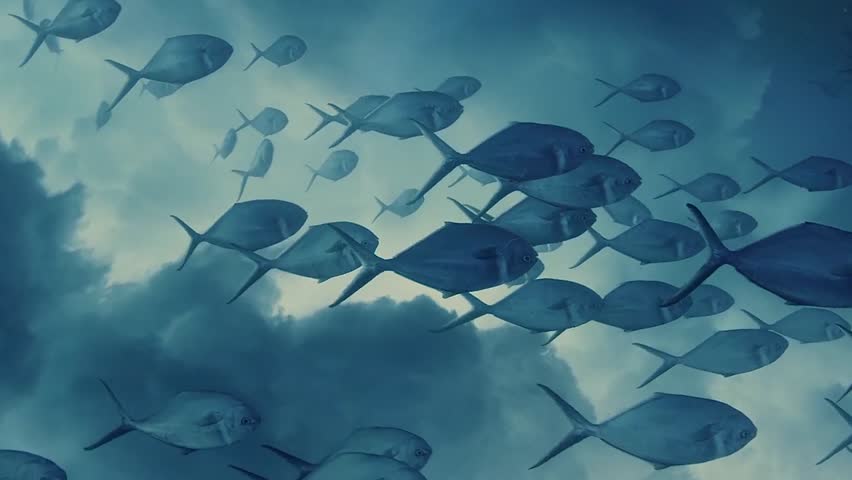 school of fish swimming in the depths, a fish from type of jack, possibly crevalle jack or giant trevally