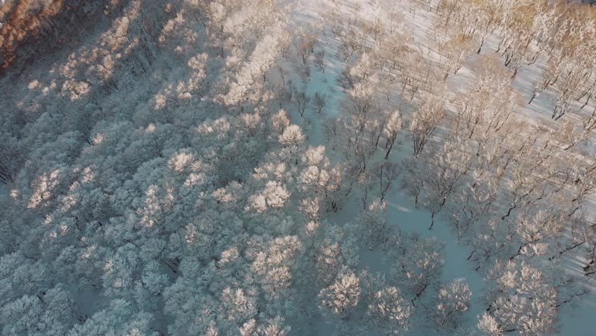 Aerial fly winter resort Japanese landscape, autumnal snowed forest and people skiing at Aomori Japan, Mount Iwaki